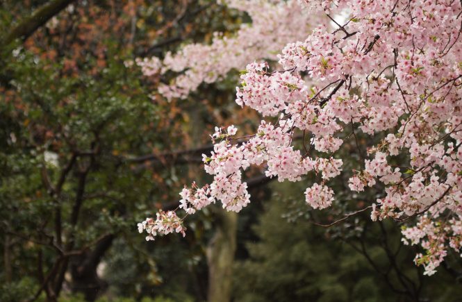 Contact me - photo of cherry blossoms.